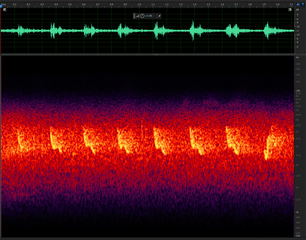 Iberian chiffchaff songtype 2